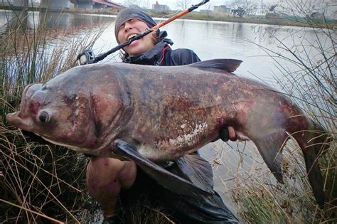 山連魚|【コクレンの生態！】生息地や最大の大きさなど！ – 水中の生き。